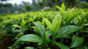 Add polyphenols to defend against oxidative stress and ageing.
