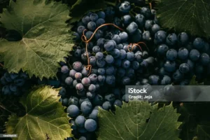 Grape seed extract that protect collagen fibres from free radical damage.